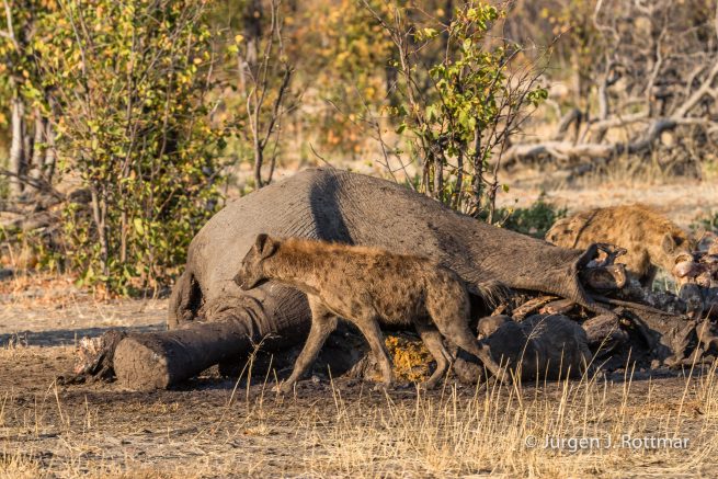 Botswana 09/2019 | Savuti | Spotted Hyaena (Tüpfelhyäne)