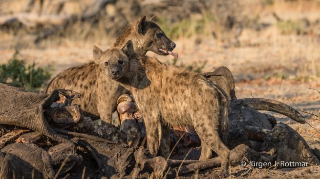 Botswana 09/2019 | Savuti | Spotted Hyaena (Tüpfelhyäne)