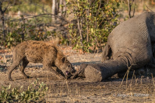 Botswana 09/2019 | Savuti | Spotted Hyaena (Tüpfelhyäne)
