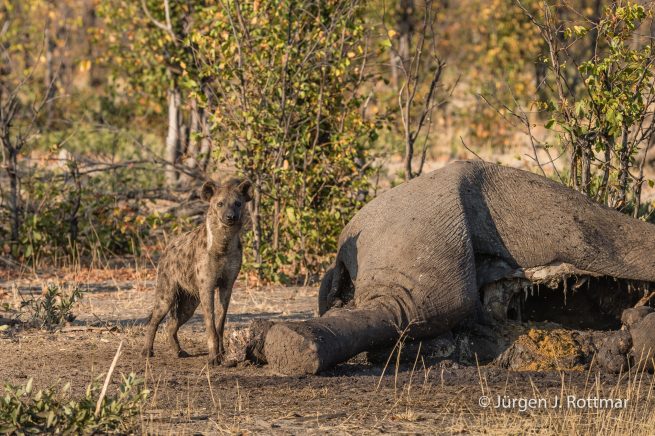 Botswana 09/2019 | Savuti | Spotted Hyaena (Tüpfelhyäne)