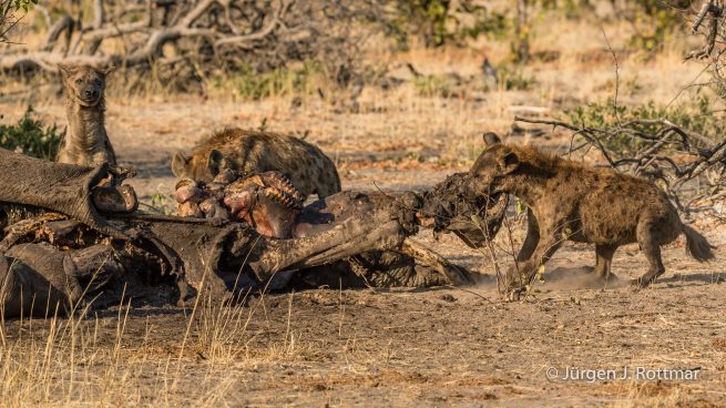 Botswana 09/2019 | Savuti | Spotted Hyaena (Tüpfelhyäne)