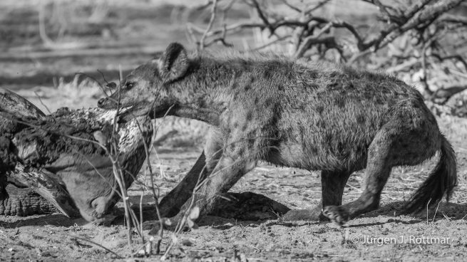 Botswana 09/2019 | Savuti | Spotted Hyaena (Tüpfelhyäne)