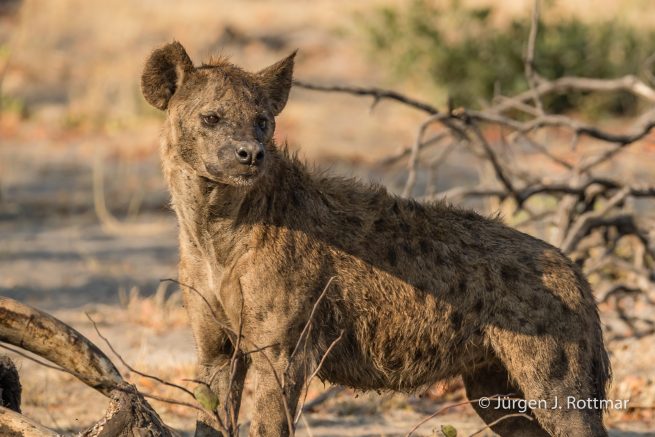 Botswana 09/2019 | Savuti | Spotted Hyaena (Tüpfelhyäne)