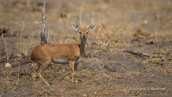 Botswana 09/2019 | Savuti | Steenbok (Steinböckchen)