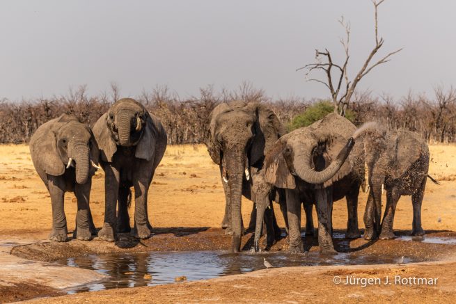 Botswana 09/2019| Savuti | African Savanna Elephant (Afrikanischer Elefant)