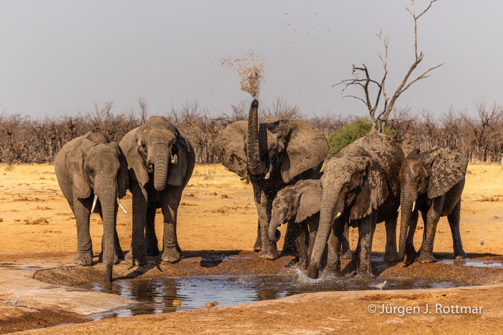Botswana 09/2019 | Savuti | African Savanna Elephant ( Afrikanischer Elefant)