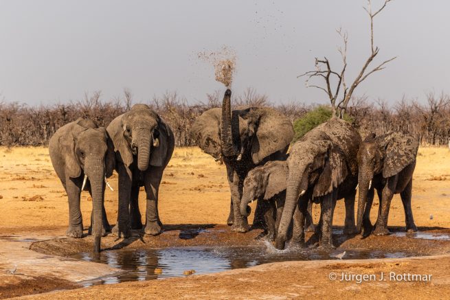 Botswana 09/2019 | Savuti | African Savanna Elephant ( Afrikanischer Elefant)