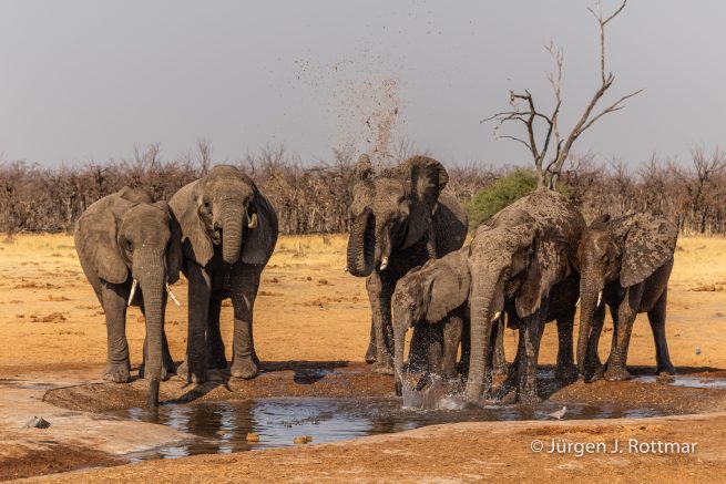Botswana 09/2019 | Savuti | African Savanna Elephant ( Afrikanischer Elefant)