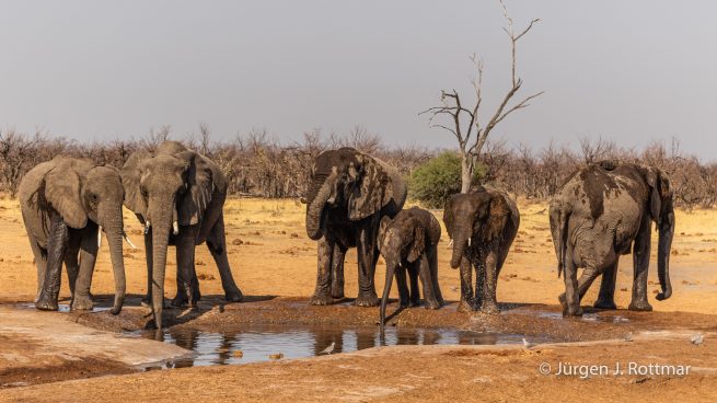 Botswana 09/2019 | Savuti | African Savanna Elephant ( Afrikanischer Elefant)