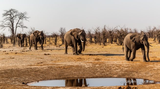 Botswana 09/2019 | Savuti | African Savanna Elephant ( Afrikanischer Elefant)