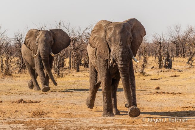Botswana 09/2019| Savuti | African Savanna Elephant (Afrikanischer Elefant)