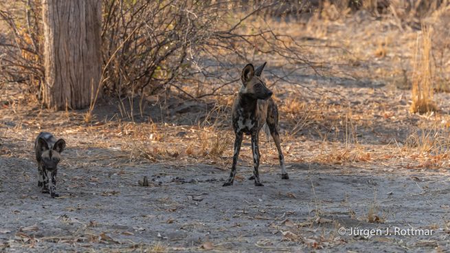 Botswana 09/2019 | Savuti | African Wilddog (Afrikanischer Wildhund)