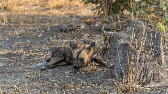 Botswana 09/2019 | Savuti | African Wilddog (Afrikanischer Wildhund)