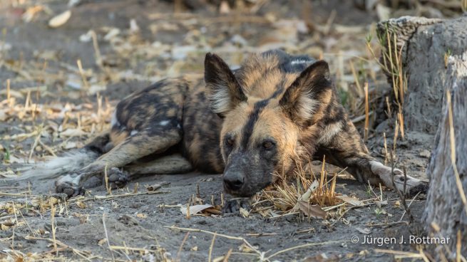 Botswana 09/2019 | Savuti | African Wilddog (Afrikanischer Wildhund)
