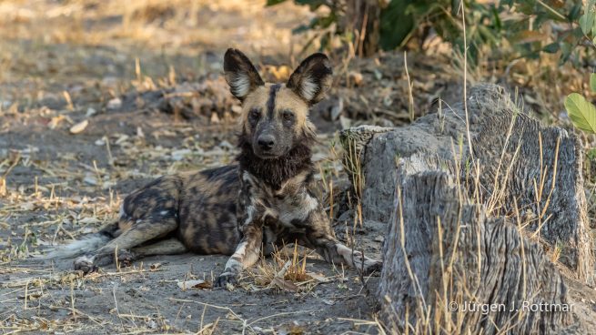 Botswana 09/2019 | Savuti | African Wilddog (Afrikanischer Wildhund)