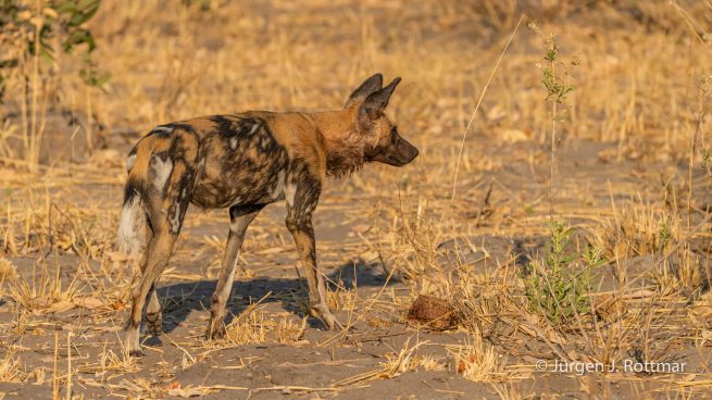 Botswana 09/2019 | Savuti | African Wilddog (Afrikanischer Wildhund)