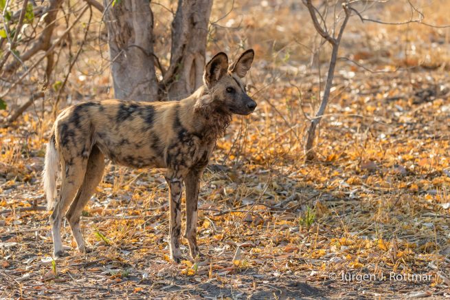 Botswana 09/2019 | Savuti | African Wilddog (Afrikanischer Wildhund)