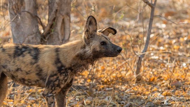 Botswana 09/2019 | Savuti | African Wilddog (Afrikanischer Wildhund)