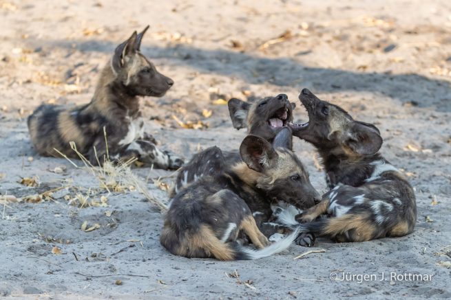 Botswana 09/2019 | Savuti | African Wilddog (Afrikanischer Wildhund)