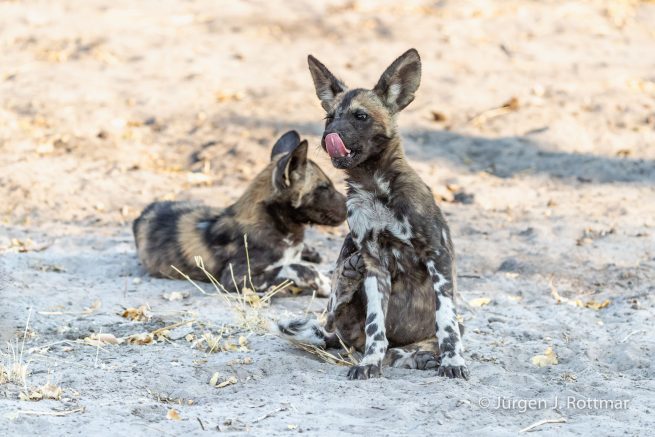 Botswana 09/2019 | Savuti | African Wilddog (Afrikanischer Wildhund)