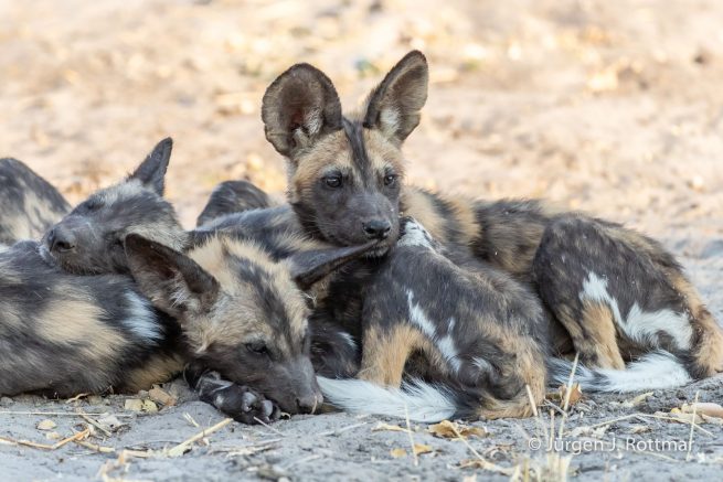Botswana 09/2019 | Savuti | African Wilddog (Afrikanischer Wildhund)