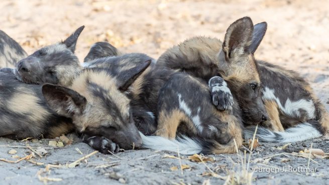 Botswana 09/2019 | Savuti | African Wilddog (Afrikanischer Wildhund)