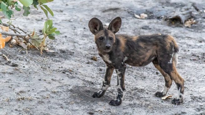 Botswana 09/2019 | Savuti | African Wilddog (Afrikanischer Wildhund)