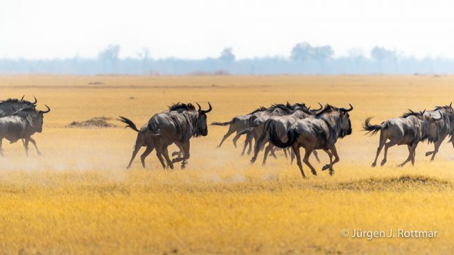Botswana 09/2019 | Savuti | Blue Wildbeest (Streifengnu)