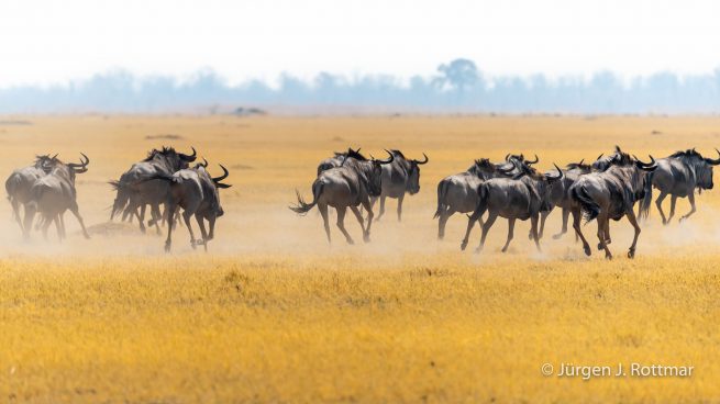 Botswana 09/2019 | Savuti | Blue Wildbeest (Streifengnu)