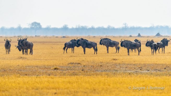 Botswana 09/2019 | Savuti | Blue Wildbeest (Streifengnu)
