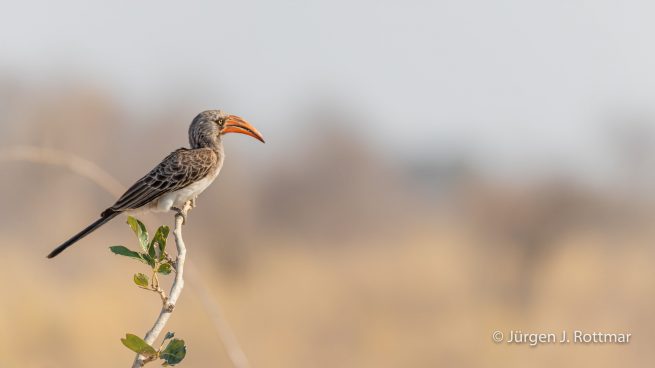 Botswana 09/2019 | Savuti | Bradfield's Hornbill (Bradfieldtoko)