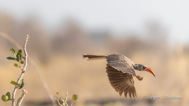Botswana 09/2019 | Savuti | Bradfield's Hornbill (Bradfieldtoko)
