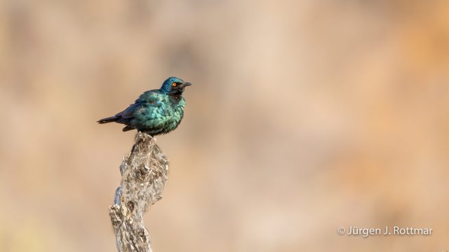 Botswana 09/2019 | Savuti | Cape Starling (Rotschulter Glanzstar)