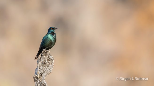 Botswana 09/2019 | Savuti | Cape Starling (Rotschulter Glanzstar)