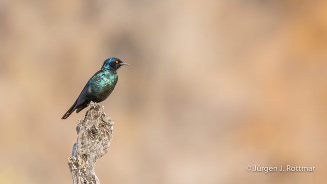 Botswana 09/2019 | Savuti | Cape Starling (Rotschulter Glanzstar)