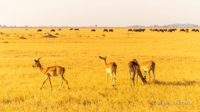 Botswana 09/2019 | Savuti | Impala (Schwarzfersenantilope)
