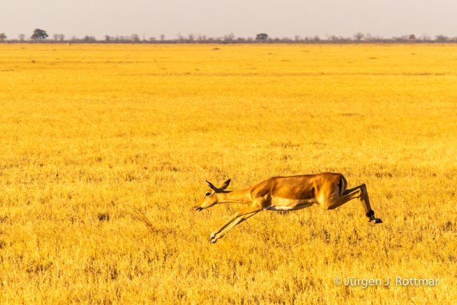 Botswana 09/2019 | Savuti | Impala (Schwarzfersenantilope)