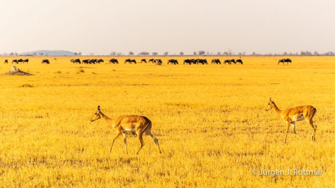 Botswana 09/2019 | Savuti | Impala (Schwarzfersenantilope)