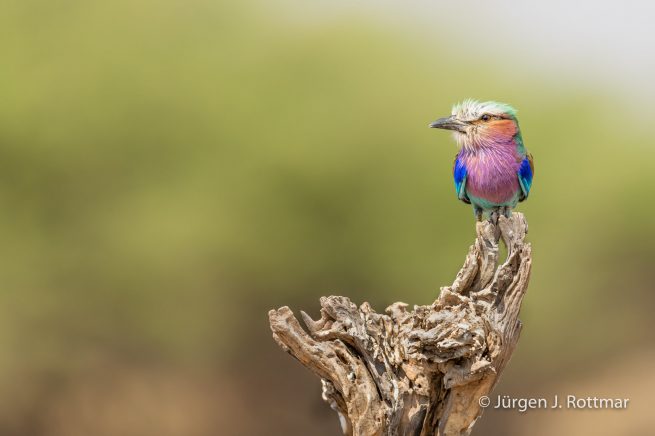 Botswana 09/2019 | Savuti | Lilac breasted Roller (Gabelracke)