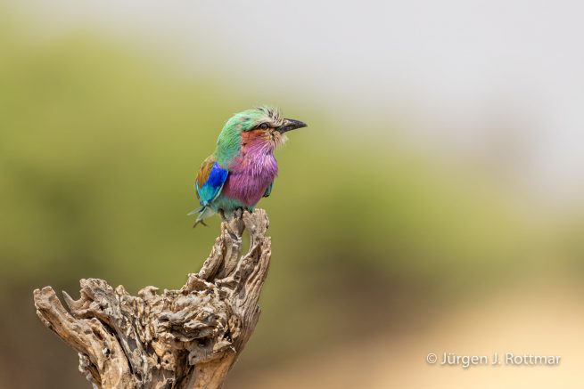 Botswana 09/2019 | Savuti | Lilac breasted Roller (Gabelracke)