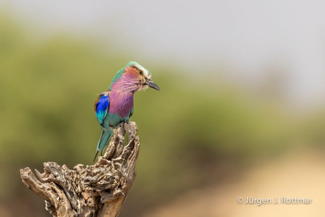 Botswana 09/2019 | Savuti | Lilac breasted Roller (Gabelracke)