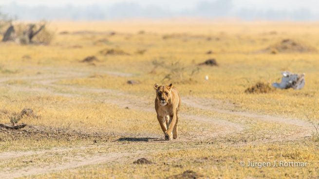 Botswana 09/2019 | Savuti | Lion (Löwe)