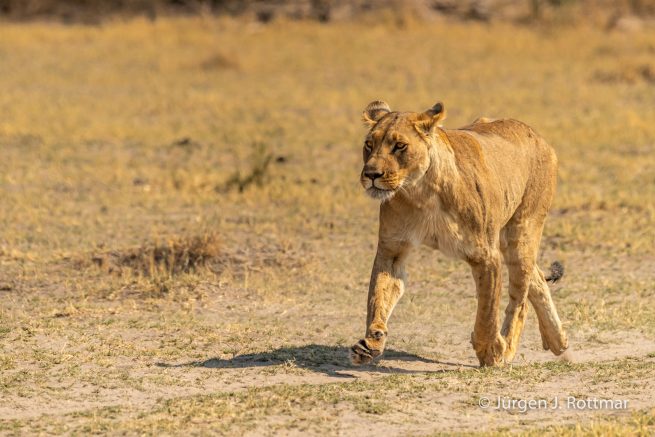 Botswana 09/2019 | Savuti | Lion (Löwe)