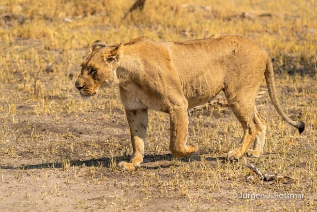 Botswana 09/2019 | Savuti | Lion (Löwe)