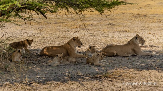 Botswana 09/2019 | Savuti | Lion (Löwe)