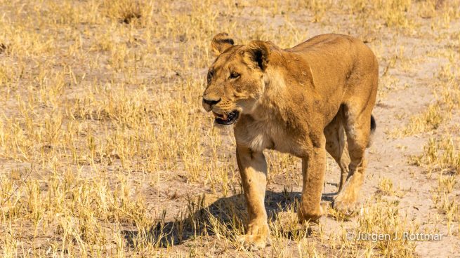 Botswana 09/2019 | Savuti | Lion (Löwe)