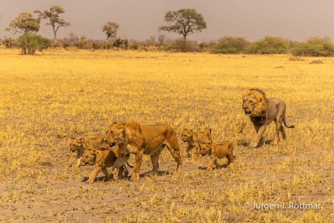 Botswana 09/2019 | Savuti | Lion (Löwe)