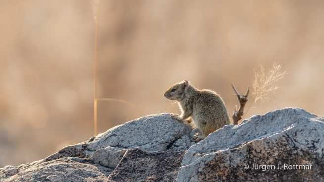 Botswana 09/2019 | Savuti | Smith's Bush Squirrel (Smith Buschhörnchen)