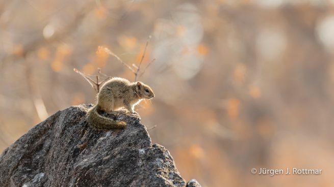 Botswana 09/2019 | Savuti | Smith's Bush Squirrel (Smith Buschhörnchen)