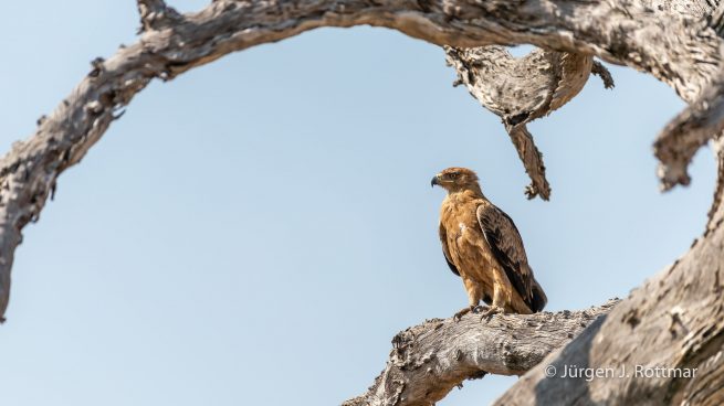 Botswana 09/2019 | Savuti | Tawny Eagle (Raubadler)